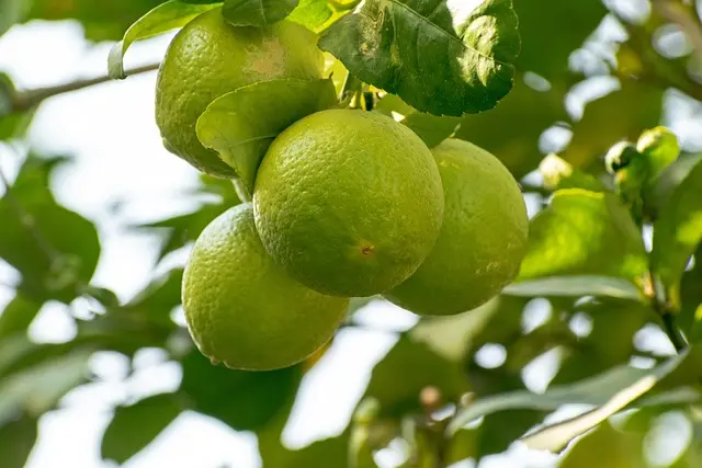 Los Mejores Ingredientes Naturales para el Cuidado de la Piel