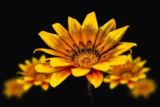 5 Ingredientes Naturales que Transformarán tu Rutina de Belleza