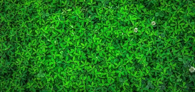 Cómo identificar los mejores productos de belleza ecológicos