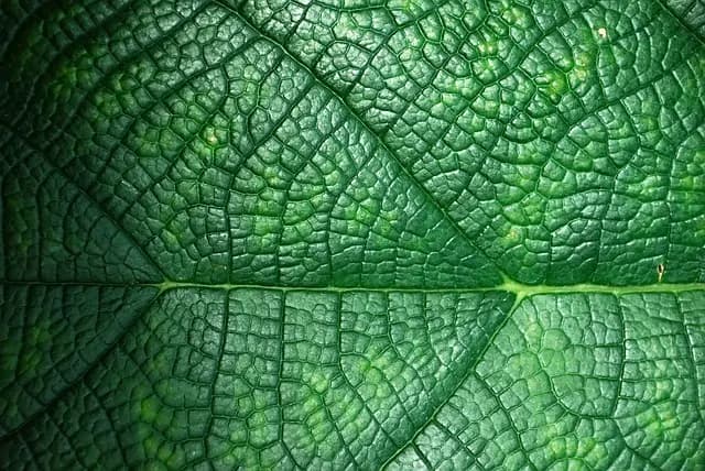 Cómo seleccionar los mejores productos de belleza ecológicos