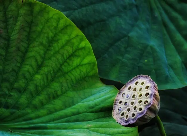 Cómo elegir el mejor producto de belleza ecológico para tu piel